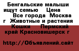 Бенгальские малыши ищут семью) › Цена ­ 5 500 - Все города, Москва г. Животные и растения » Кошки   . Пермский край,Красновишерск г.